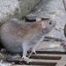 Image of نبرد دانش بنیان با موش های شهری