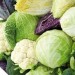 Image of سبزیجات مناسب و مفید برای فصل سرما – درمان سنتی