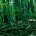 Image of جنگل خودکشی در ژاپن - جنگل آئوکی‌گاهارا معروف به دریای درختان - سایت تفریحی فان تایم